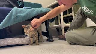 Adoptable Cat Ruby Says Hello!