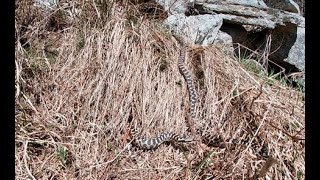 Vipera aspis atra