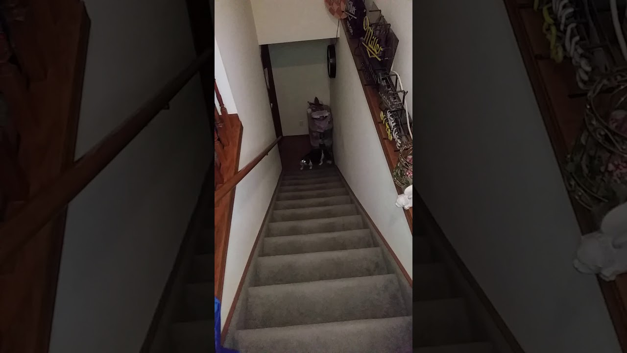 Joolia brings me her mouse