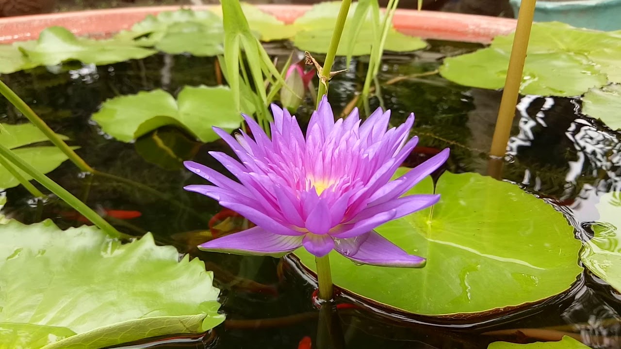 XIPHOPHORUS HELLERI RED FISH CARE IN WATER LILY POND: Nuôi cá kiếm
