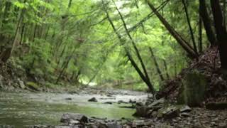 Donovan- Season of the Witch (playing in a forest)