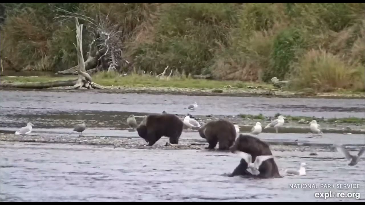 21.9.25 - Family 26 with their two cubs - Katmai Brooks Falls - Explore.org