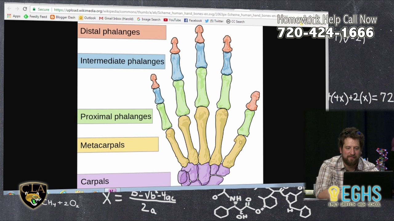 How are chicken wings different than human arms? YouTube