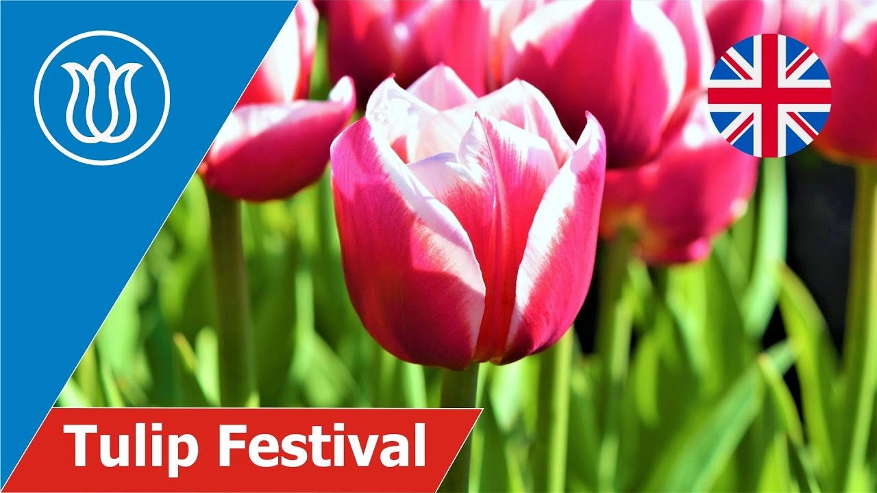 London Tulip Festival
