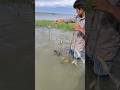 নদীর টেংরা মাছ ধরার জন্য নতুন এক ফাঁদ।#shorts #fishing #viral #trending
