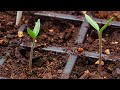 How to fix leggy tomato seedlings