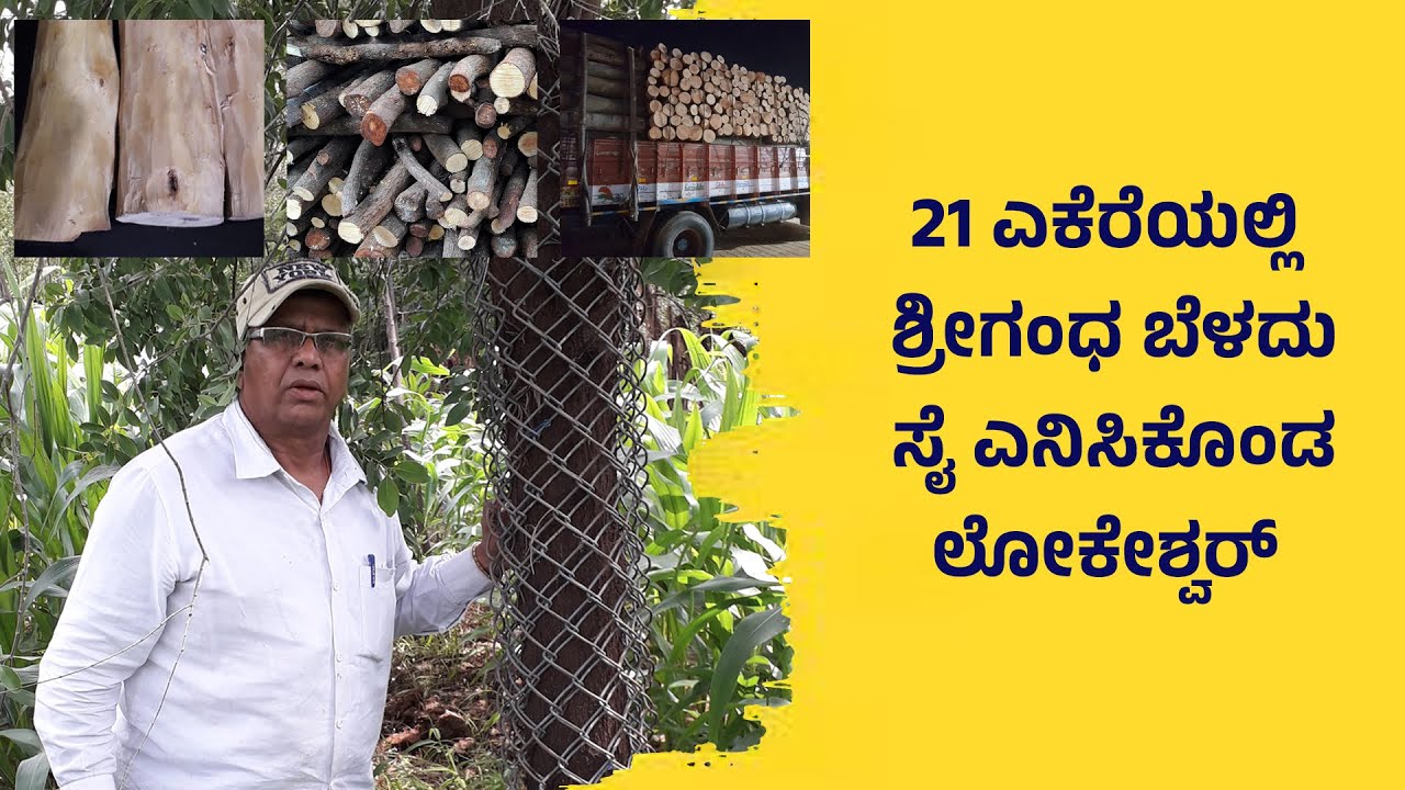 ಶ್ರೀಗಂಧ ಬೆಳೆದ ಕೃಷಿಕನ ಯಶೋಗಾಥೆ- Successful Sandalwood Farmer