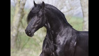 Friesian Horses for sale at blacksterlingfriesians.com. Friesian for sale!