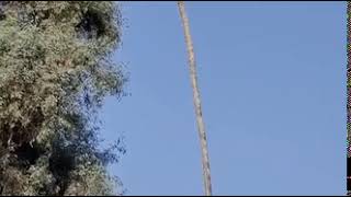 Man swaying in high tree oh my god!