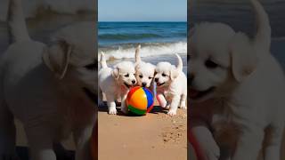 Adorable Puppies Are Playing With The Ball