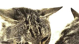 Knock Knock Head Banger Abby Tabby Cat Meme