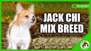 Uncover the Secrets of the Jack Chi: The Jack Russell Terrier and Chihuahua Mix by Pets Aplenty 6,876 views 1 year ago 9 minutes, 25 seconds