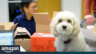 Delivering Food for Fido | Amazon News