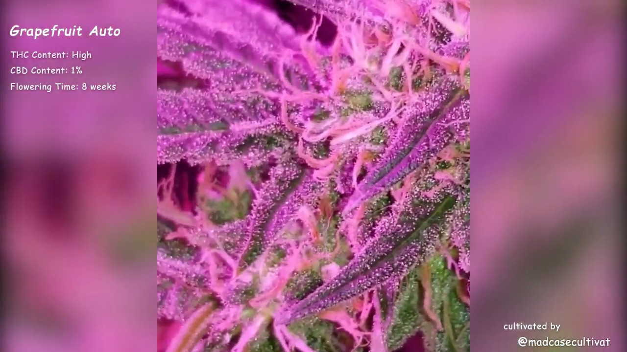 Grapefruit Auto//Fast Buds Seeds//Grow Compilation YouTube