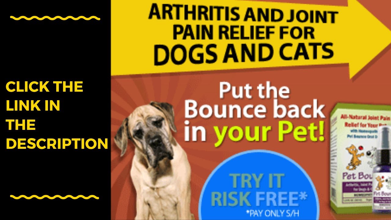 Arthritis Pain Relief For Dogs Natural How To Treat Arthritis In Dogs