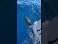 Subscribe #shorts #subscribe #viral #dolphin