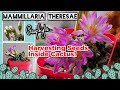 Mammillaria theresae cactus harvesting seeds stored underneath epidermis flowers  photos