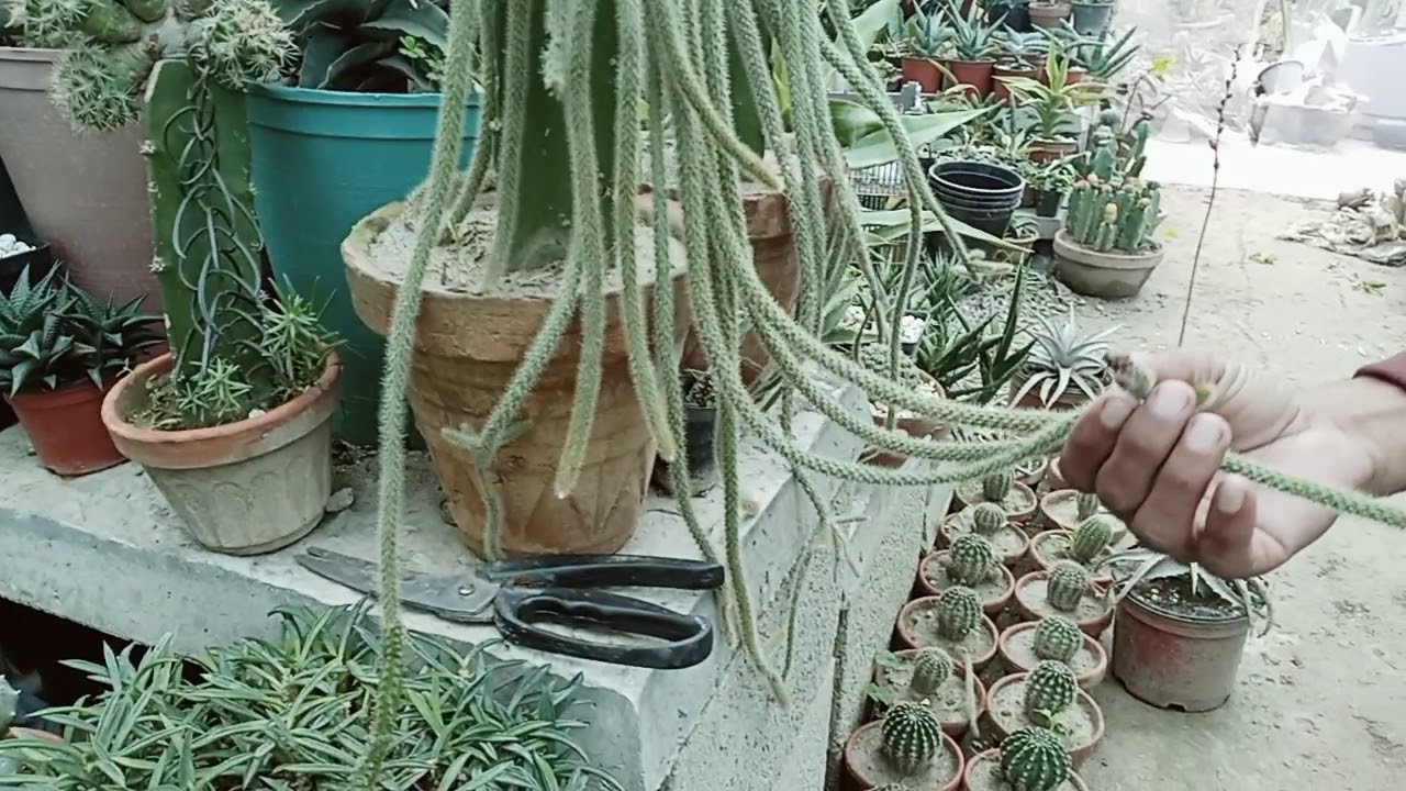 Biggest Cactus garden in Pakistan. YouTube