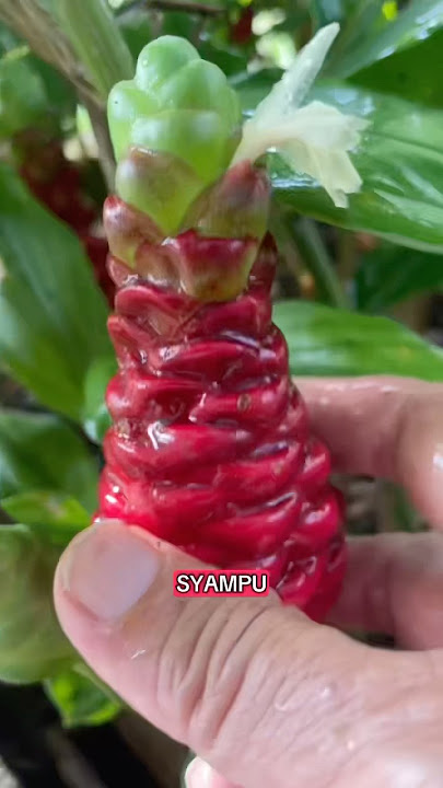 Lendir bunga lempoyang bagus untuk kulit #berkebun #fypyoutube