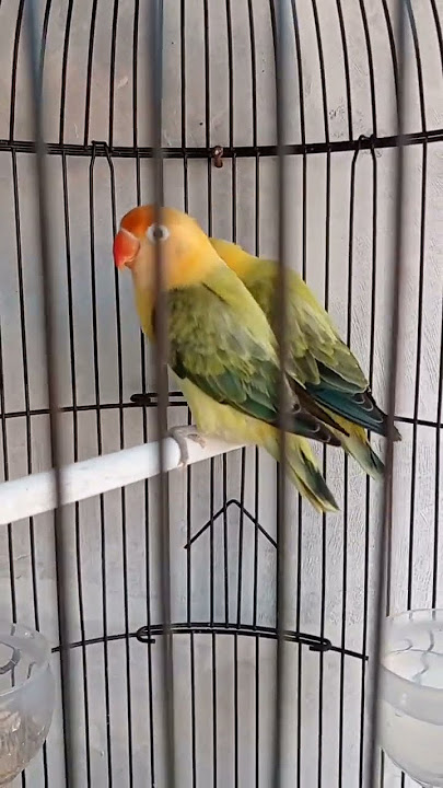 Burung Jadul, Harga Mahal | Lovebird Biola PB Ewing