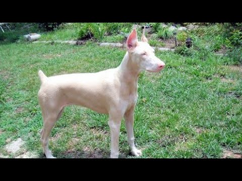 Perros Albinos Caracteristicas de los Perros Albinos hqdefault