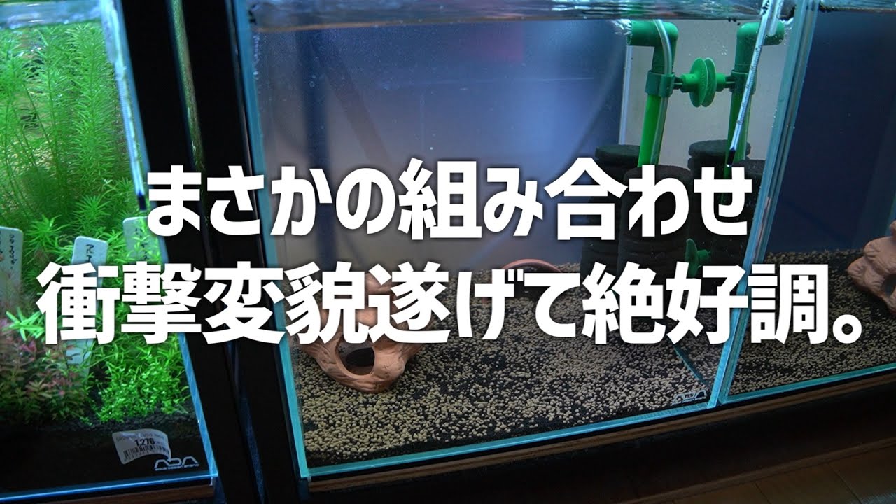 まさかのコンビが爆誕！？あの水槽が進化して帰ってきた。
