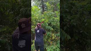 Smart idea of cutting plant branches with garden shears -Agriculture farming #shorts