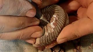 How to prepaire an ammonite time lapse