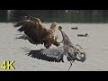 Seeadler attackiert wehrhaften Kranich --White-tailed Eagle attacks defensive Crane