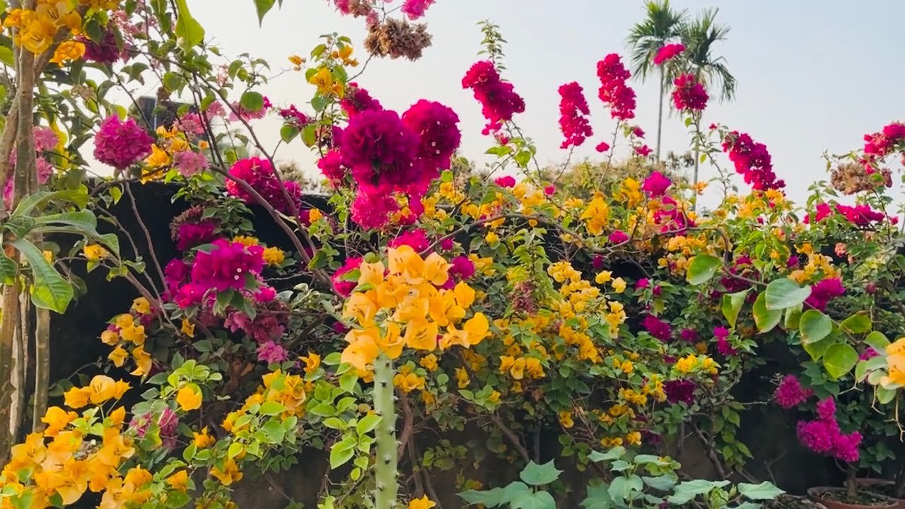 Rooftop Garden of My Uncle #RooftopGarden #Flowers #Nature #Rose #Adenium #GardenLove #Bougainvillea