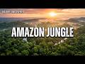 Amazon Rainforest 4K | Rare Birds & Animals | Nature Uncovered