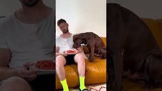 Wird Mein Hund Sam Essen Klauen?