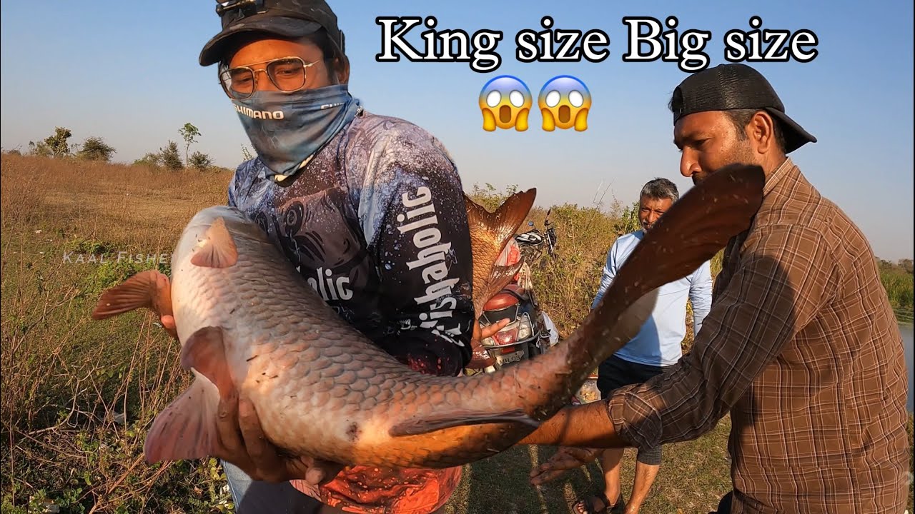 Single Hook BIG Rohu Fishing || Best bait for rohu fish ||Rohu fishing techniques