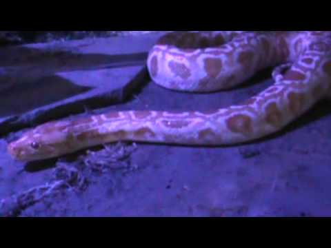 Albino Burmese Python