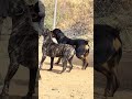 ROTTWAILER VS CANE CORSO
