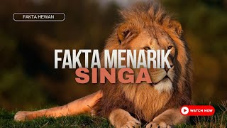 FAKTA MENARIK TENTANG SINGA YANG HARUS KAMU TAHU | No.5 PALING JARANG DIKETAHUI #fakta