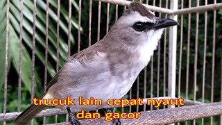 suara dasar trucukan uplikuplik ini sangat ampuh menjadikan agar burung trucuk gacor nyaut seketika