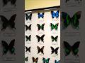The Colourful World of Butterflies from the Collection of the Natural History Museum🦋#бабочки #музей
