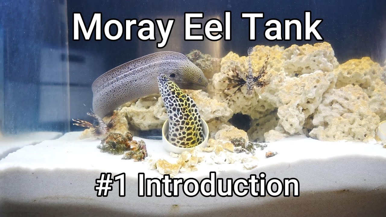 Moray Eel Tank 01 Introduction YouTube