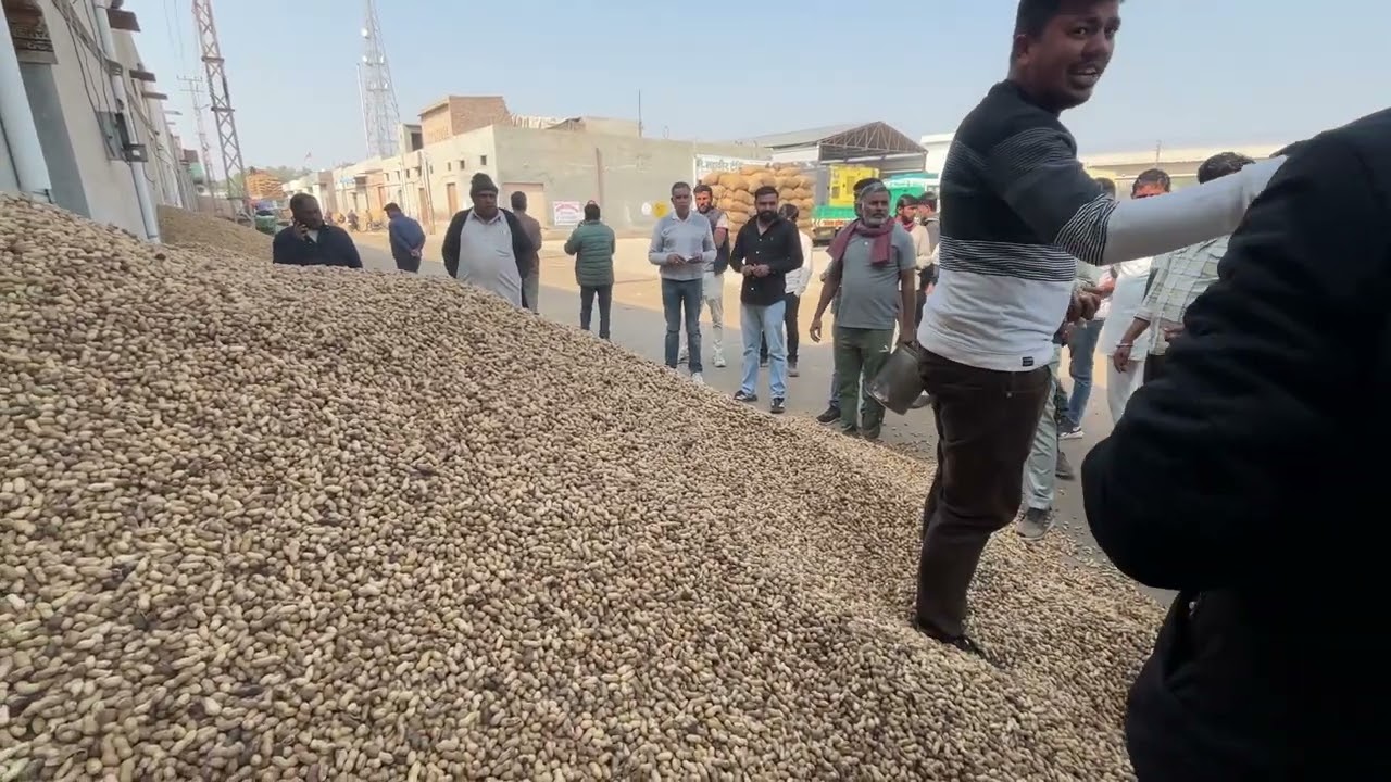 मूँगफली के भाव बीकानेर अनाज मंडी चुगा 6500+ 