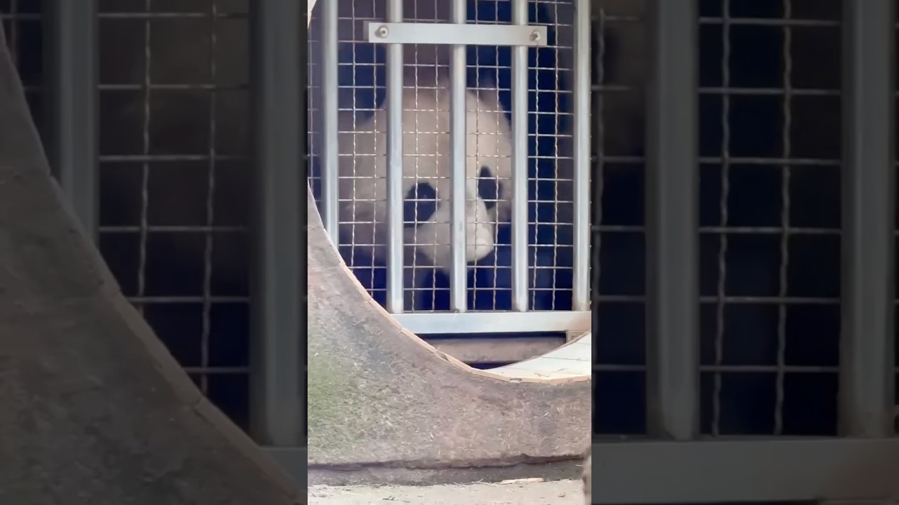 感动!香香和爸爸妈妈在碧峰峡团聚啦!仙女和比力展出在香香隔壁,一切都是最好的安排!(详情看评论区)