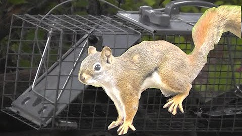 How to catch a Squirrel  -  SUCCESSFULLY