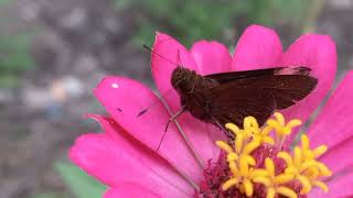 Kupu - Kupu Hinggap Di Bunga