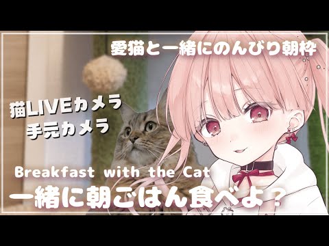 朝ごはんタイム🐈🎧*。 一緒に食べよ?🍎 愛猫のるーちゃんと一緒にのんびり朝枠♩【猫LIVEカメラ × 手元カメラ】Breakfast time , Want to eat together? video thumb