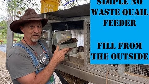 Raising Coturnix Quail for Meat and Eggs / The Best little DIY Quail Feeder / A little About Quail