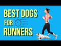 Top 10 des meilleurs chiens pour les coureurs pouvezvous les suivre