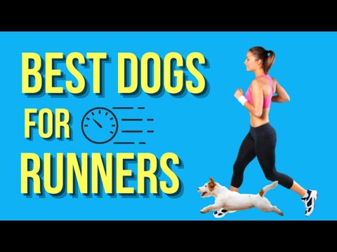 Top 10 Running Dogs: Can You Keep Up With Them? [Complete Guide]