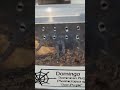 Domingo the Dominican Purple 💜 #invertebrates #spider #inverts #tarantula #petspider #pet #pet #pets