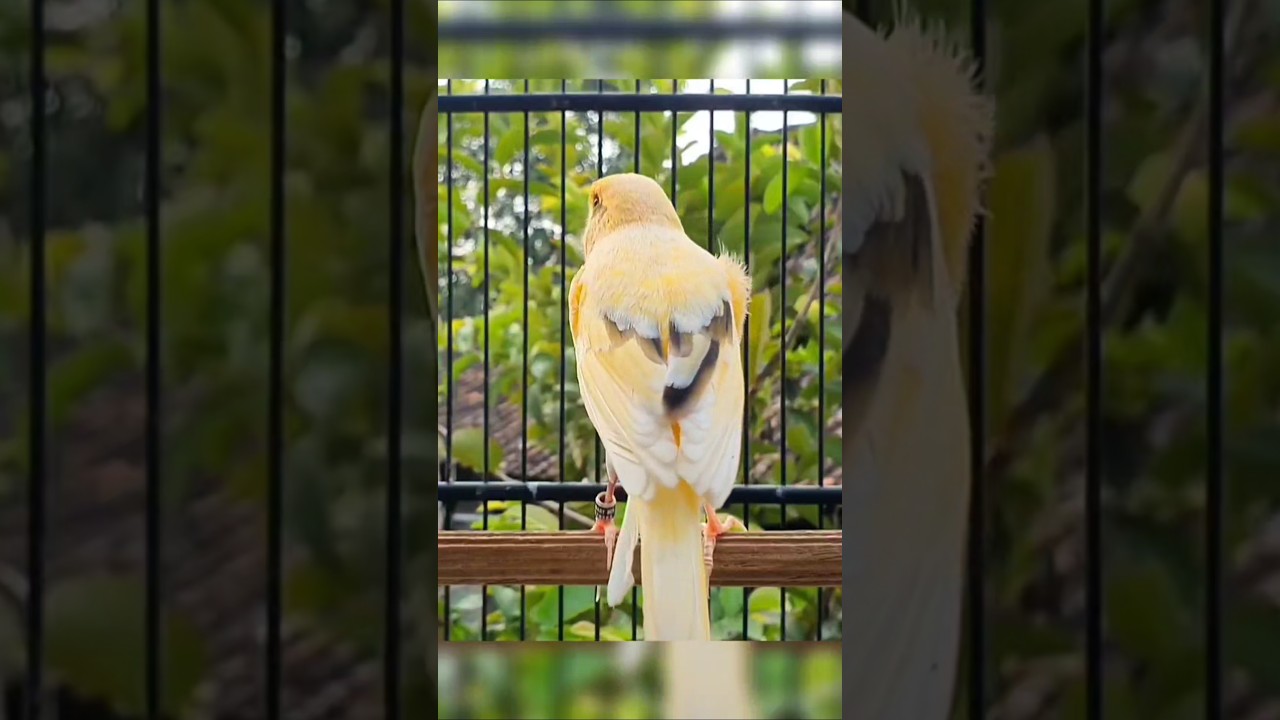 bird sounds | canary singing 