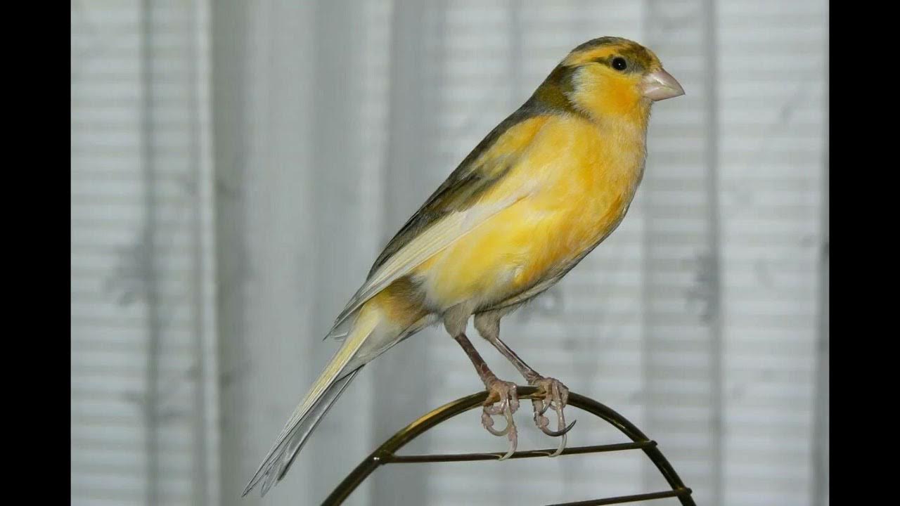 пение кенара овсяночного. пение русского кенара. город знатоков канареечного пения. пение канарейки певчий кенар как поет канарейка обучение. пение кенара для обучения.